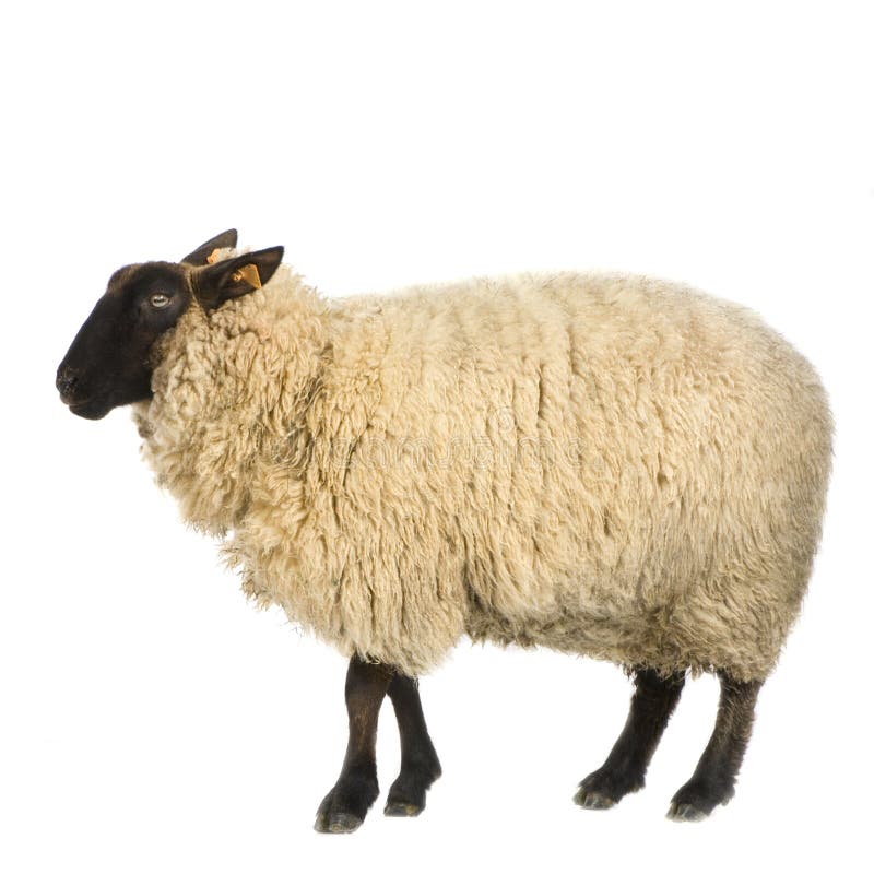 246,960 Sheep Stock Photos - Free & Royalty-Free Stock Photos from  Dreamstime