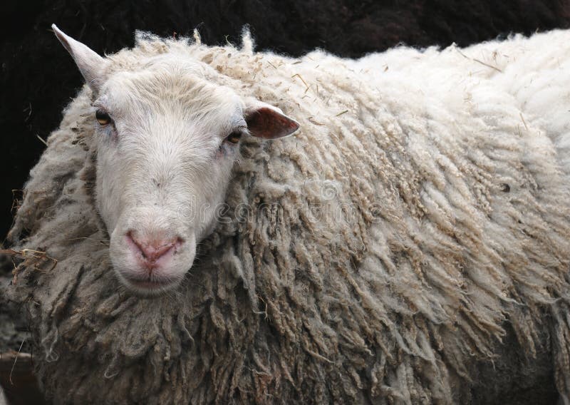Sheep stock image. Image of hair, farming, animal, wool 6266971