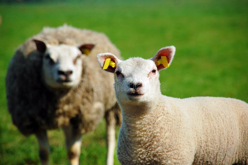 Joven oveja en primavera interesado en países bajos.