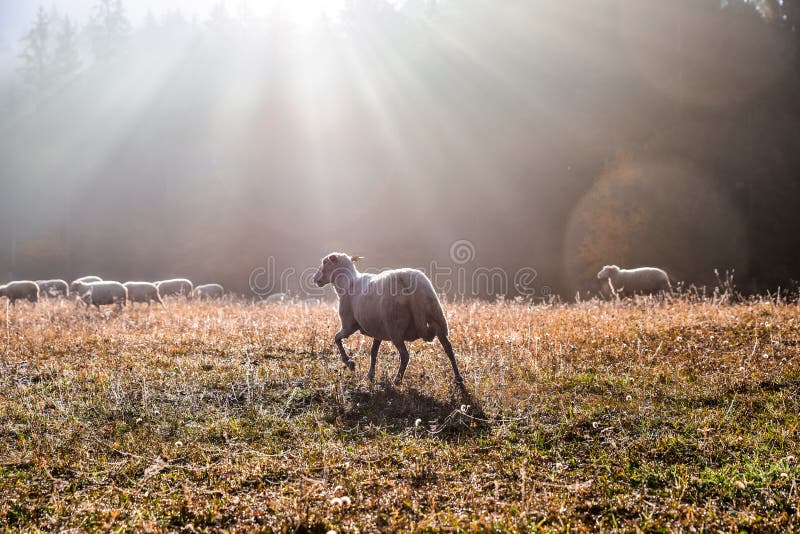 Samé ovce v jesenné ráno. Krásne svetlo v pozadí