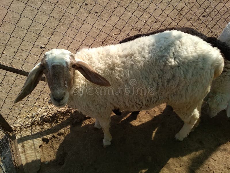 Sheep animal stock photo. Image of seep, animal, indian - 114896818 Sheep animal stock photo. Image of seep, animal, indian - 114896818