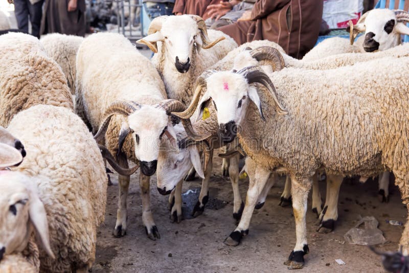 Sheep on Animal Market, Morocco Stock Photo Image of natural