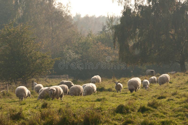 Sheep in autumn mist