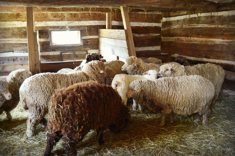 Sheep in a Barn stock image. Image of farm, agricultural 