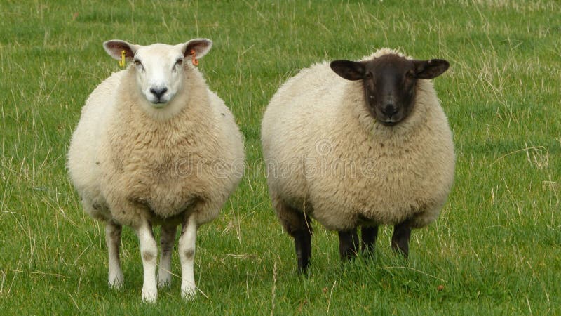 Sheep - Opposites concept