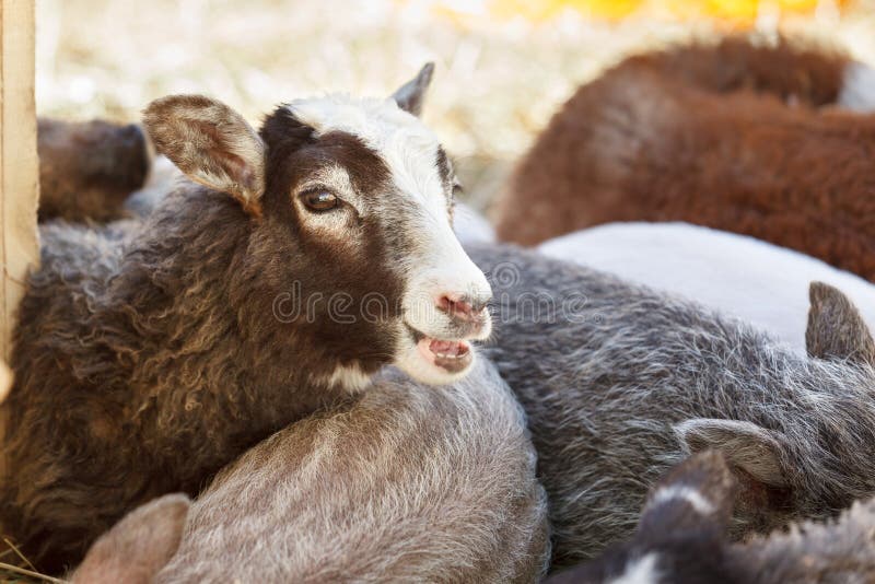 Sheep Bleats in Herd of Domestic Animals Stock Photo - Image of group,  animal: 66205972