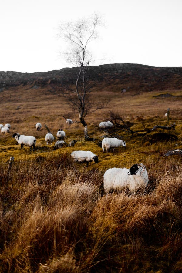 Sheep in the Bluestack Mountains in Donegal Ireland