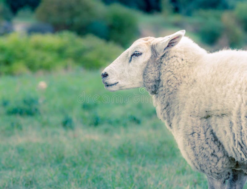 Sheep_Bokeh_Animal стоковое изображение rf Sheep_Bokeh_Animal стоковое изображение rf