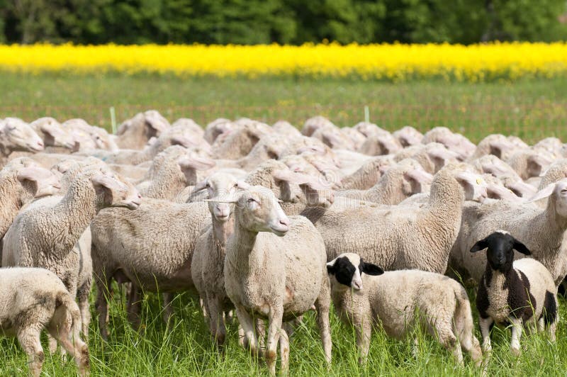 Sheep and Canola