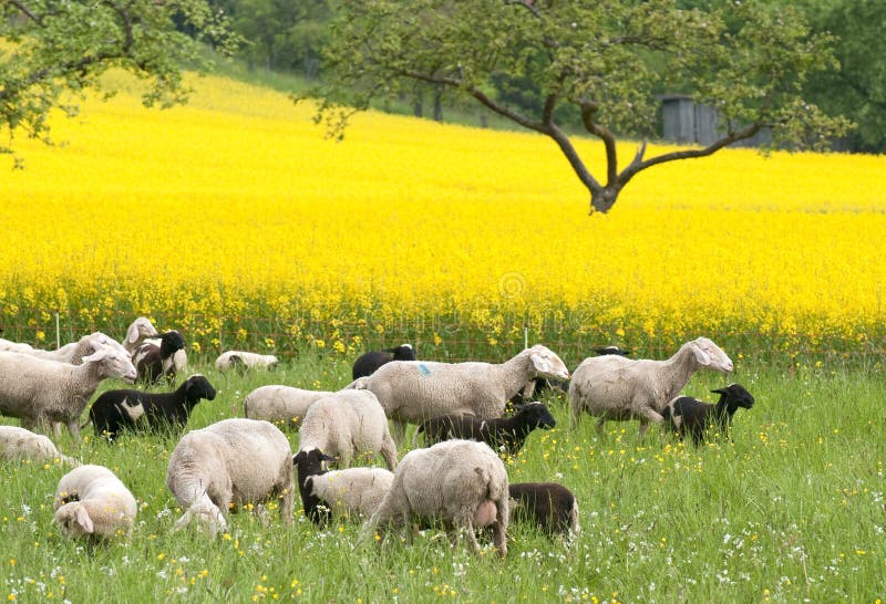 Sheep and Canola