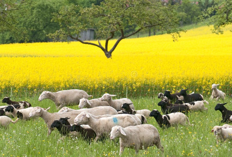 Sheep and Canola