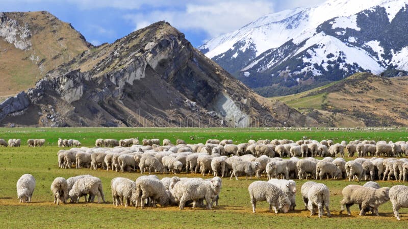 Sheep at Castle Hill, New Zealand stock photos Sheep at Castle Hill, New Zealand stock photos