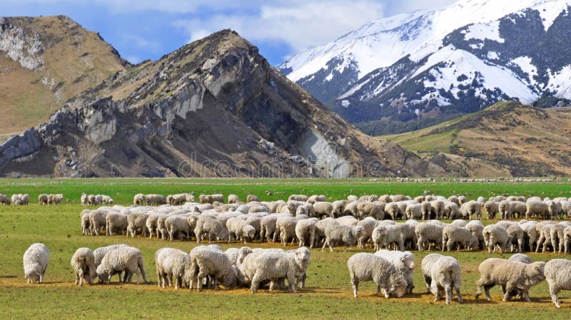 Pecore al pascolo a Collina del Castello, Canterbury, Nuova Zelanda.