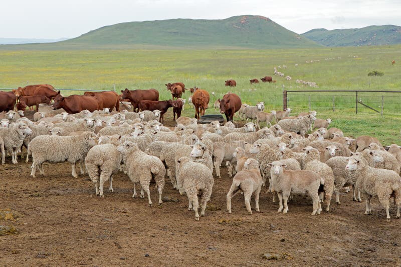 Sheep and cattle on a rural farm