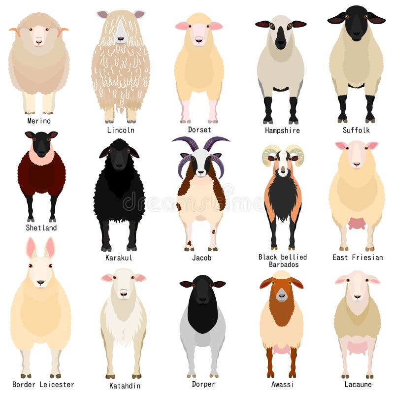 Sheep chart with breeds name