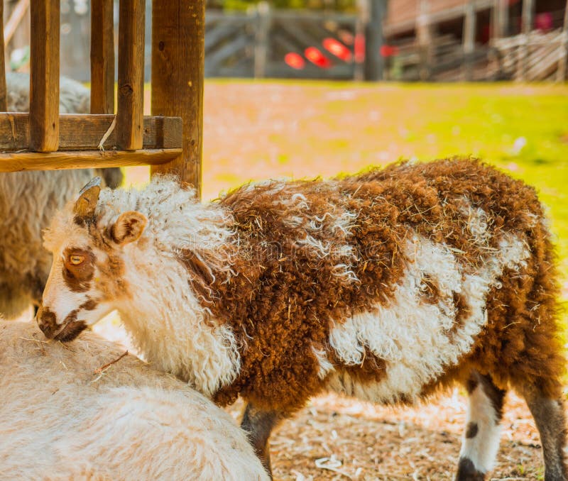 Sheep in a clearing eating grass and hay stock photography