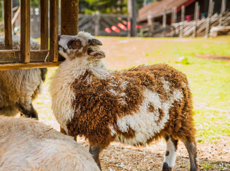 Sheep in a clearing eating grass and hay royalty free stock photos
