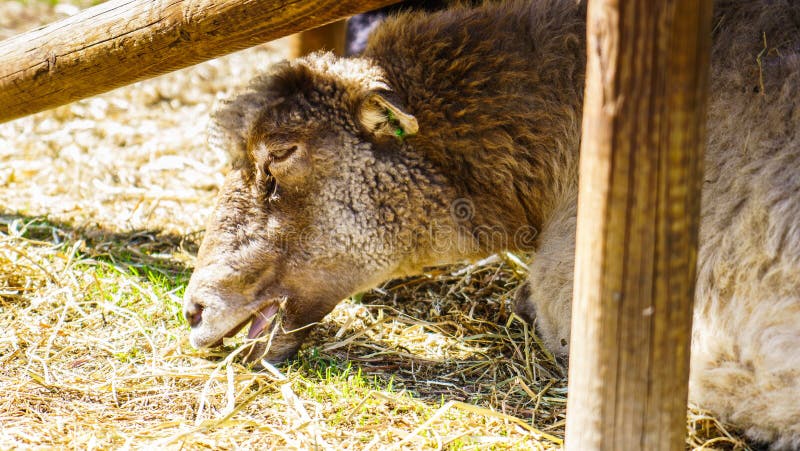 Sheep in a clearing eating grass and hay royalty free stock photography
