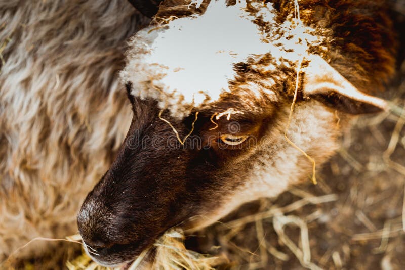 Sheep in a clearing eating grass and hay royalty free stock images