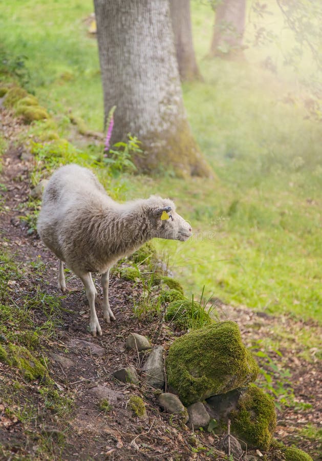Sheep in clearing stock photos