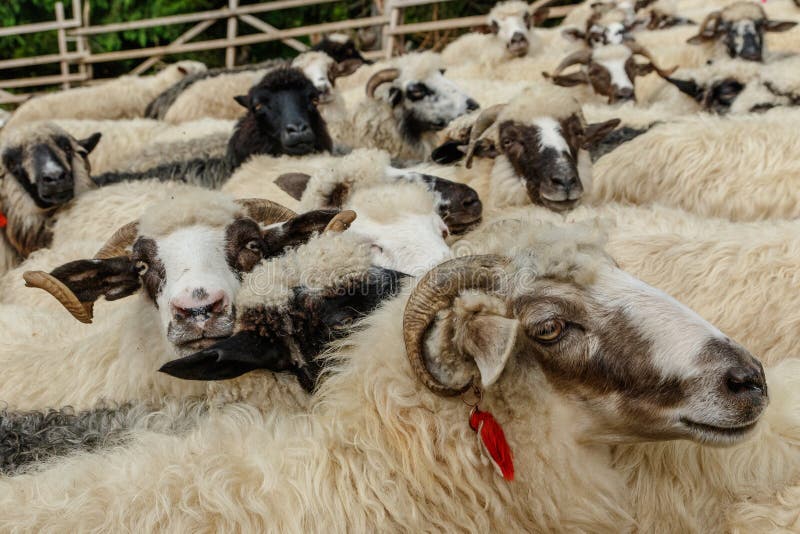 Sheep Breeding in the Highlands among the Carpathians Stock Image Image of animals, seasonal