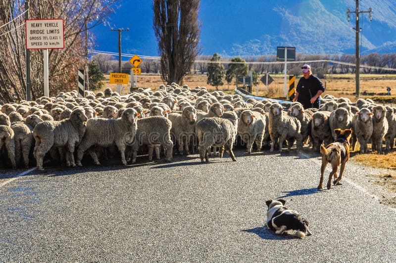 Sheep crossing the bridge in Glenorchy, New Zealand