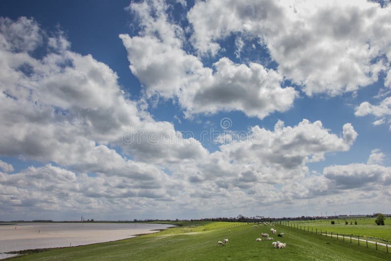 Sheep on a along the dollard route, Germany