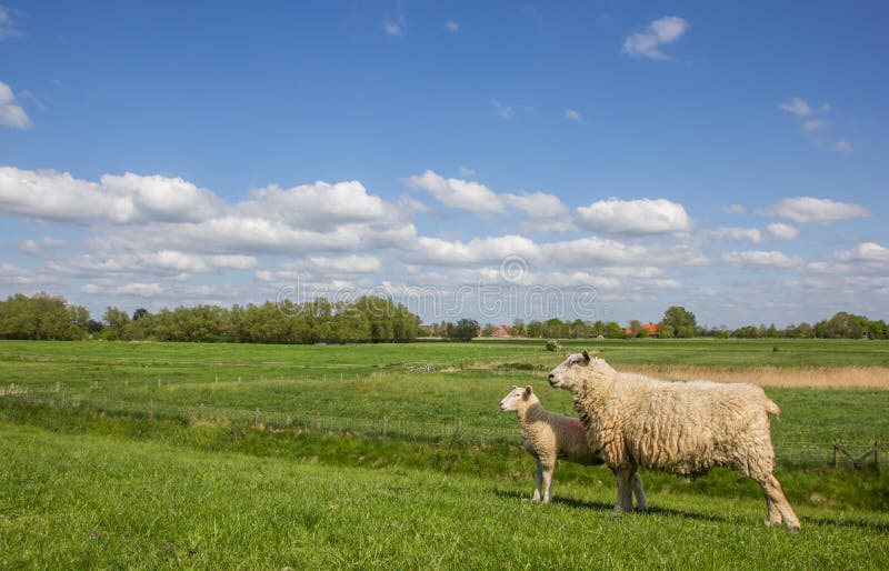 Sheep on a along the dollard route, Germany
