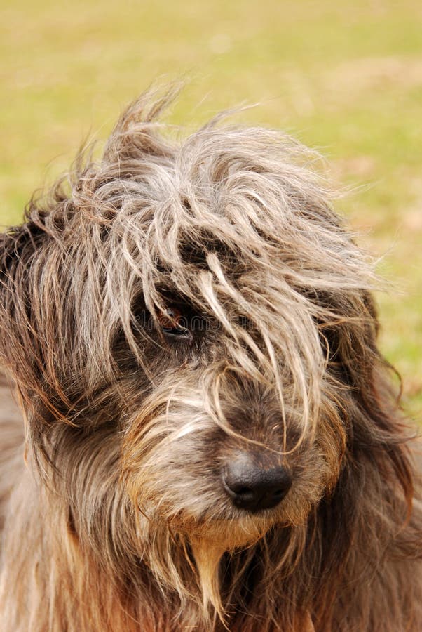 hairy sheep dog