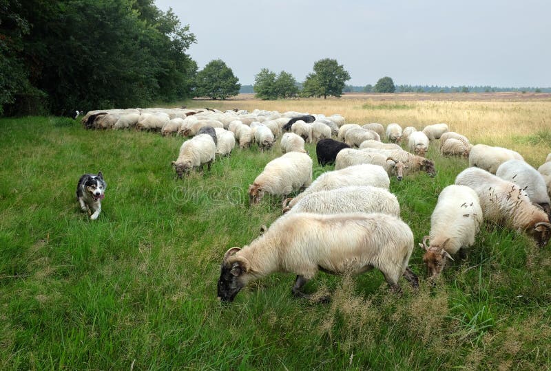 Sheep dog herding demonstration