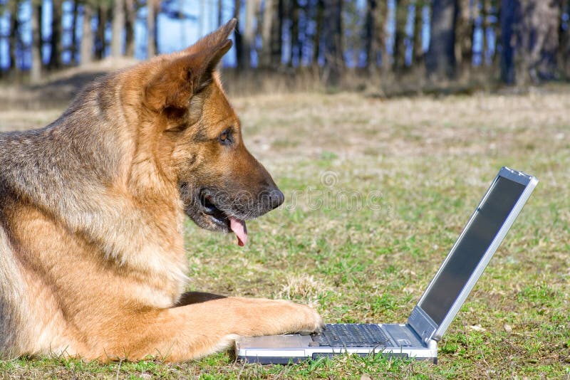 Sheep-dog laying on the grass with laptop