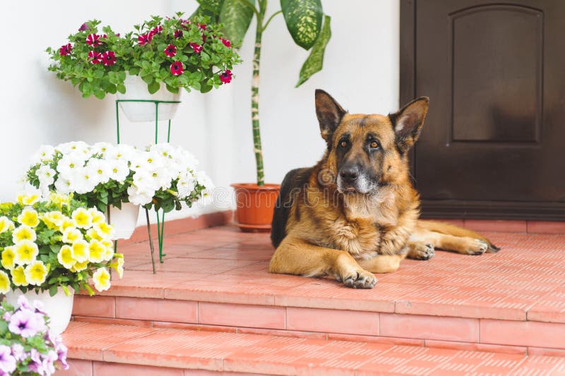 Download Sheep Dog on Porch stock image. Image of greeting, golden - 70074719