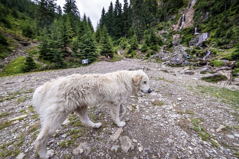 Sheep dog in Romania stock photo. Image of romania, mountain - 176231958