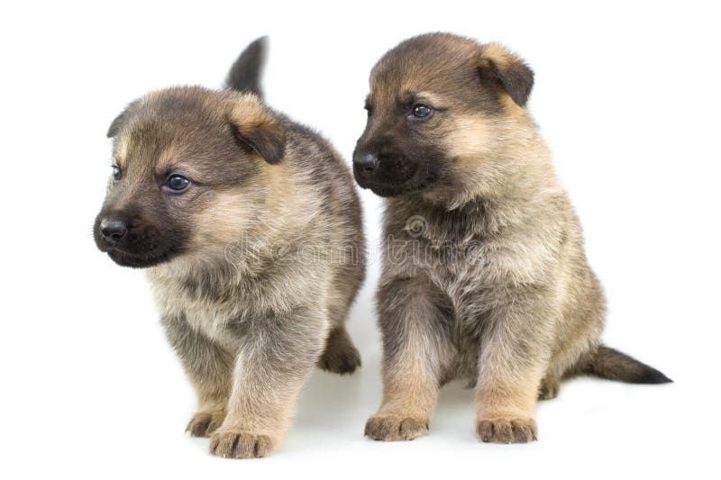 Sheep-dogs puppys isolated on white background