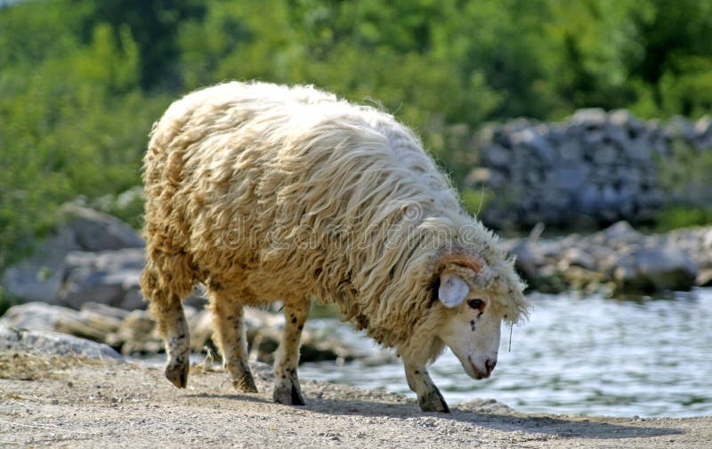 Азеро. Голубая водяная овца. Черная водяная овца. Овечка в водичке. Водная Овечка которая водится в море.
