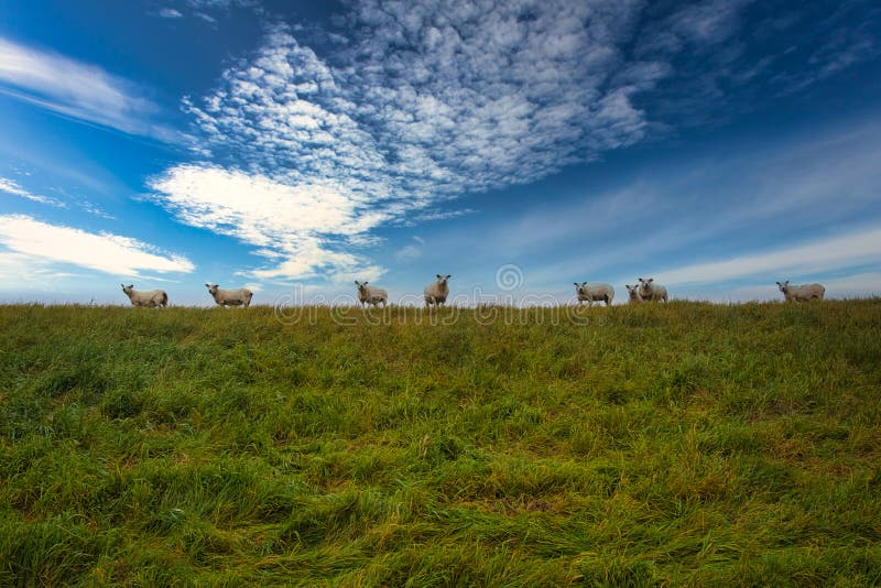 Sheep on a dyke in the wadden sea near Mandoe, Esbjerg, Denmark