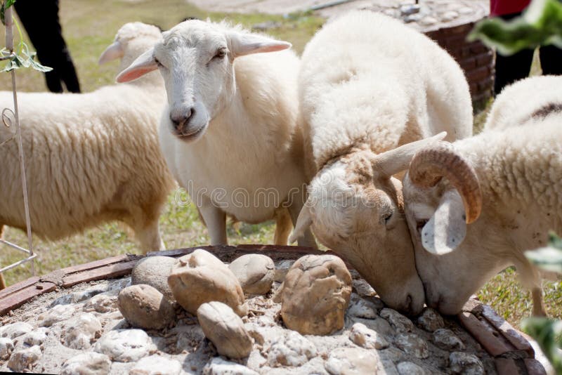 Sheep eating food stock image. Image of group, farm, ovine 45325079
