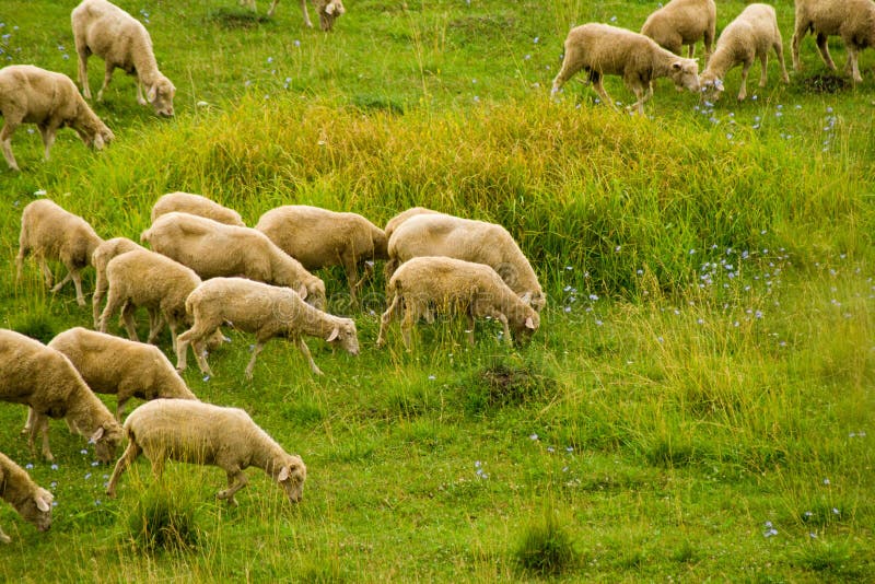 Sheep eating grass