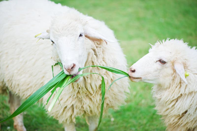 Sheep eating grass