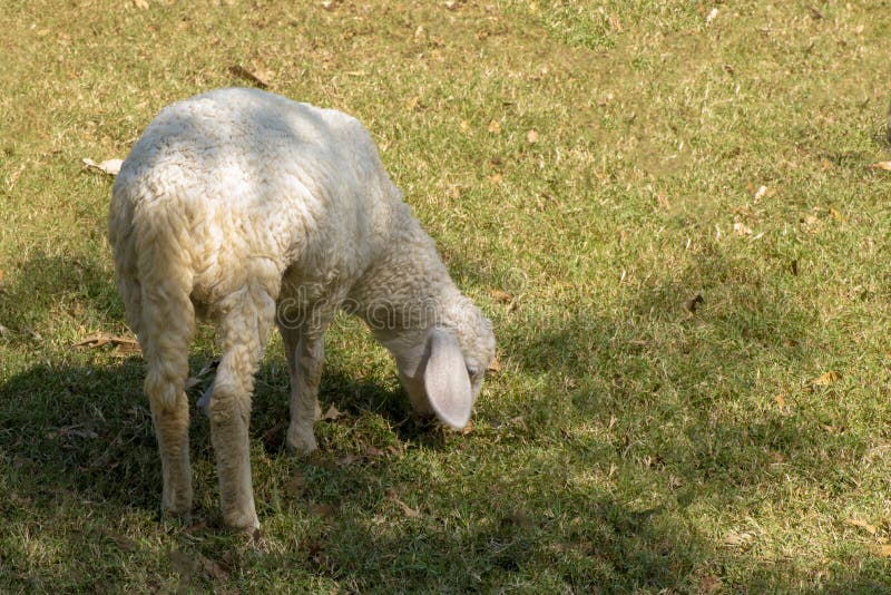 Sheep eating grass on the farm