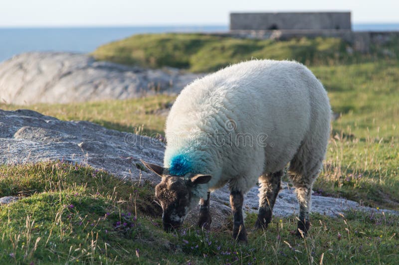 Sheep eating on the grass