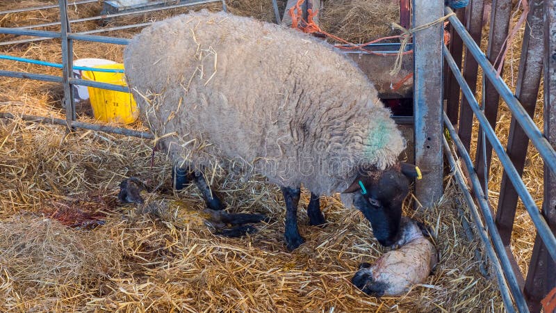 352 Animal Giving Birth Stock Photos - Free & Royalty-Free Stock Photos from Dreamstime 352 Animal Giving Birth Stock Photos - Free & Royalty-Free Stock Photos from Dreamstime