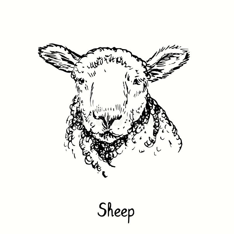 Sheep face portrait front view. Ink black and white doodle drawing in woodcut outline style.