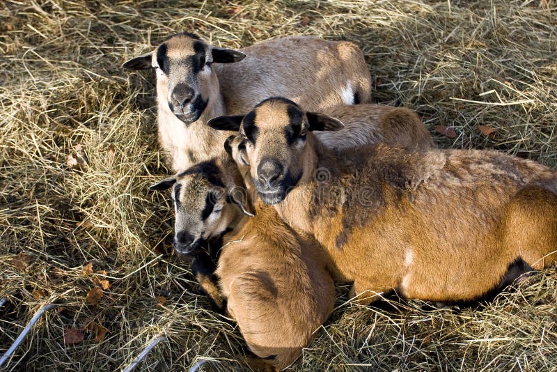 Sheep Family Picture. Image 4658575