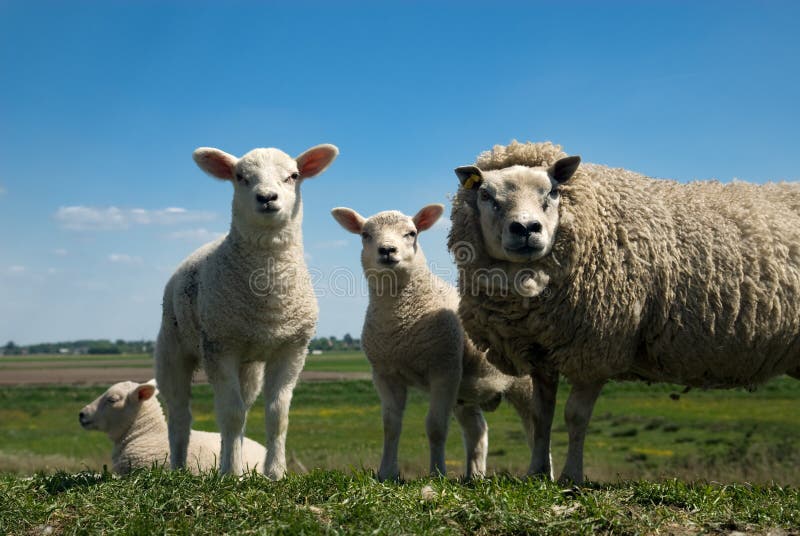 Baby Lambs on a Farm stock photo. Image of lamb, animal 15153394