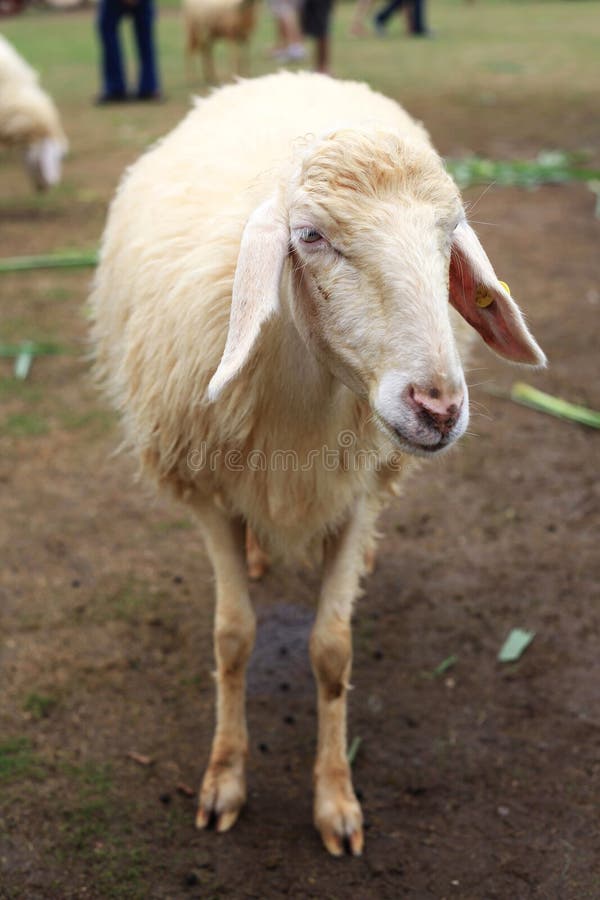 Sheep in the farm