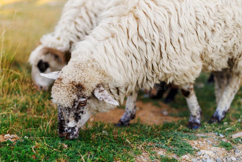 Sheep on the Farm, Grazing Animals. Young Lambs Stock Image Image of young, farm 266848251