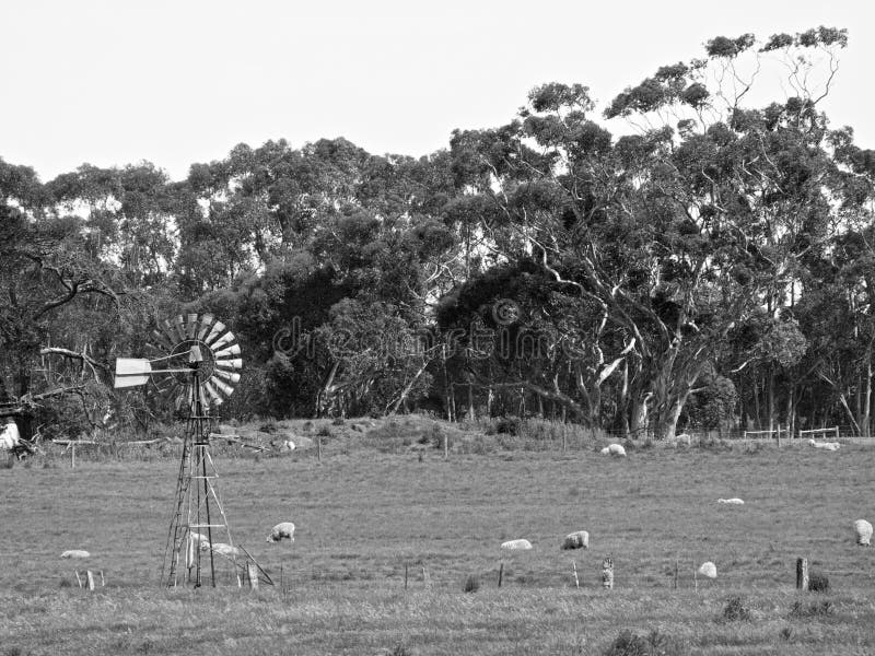Sheep farm royalty free stock photography