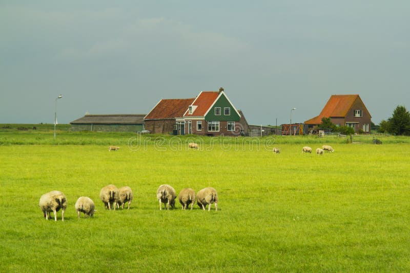 Sheep and farm in Marken. stock photos Sheep and farm in Marken. stock photos