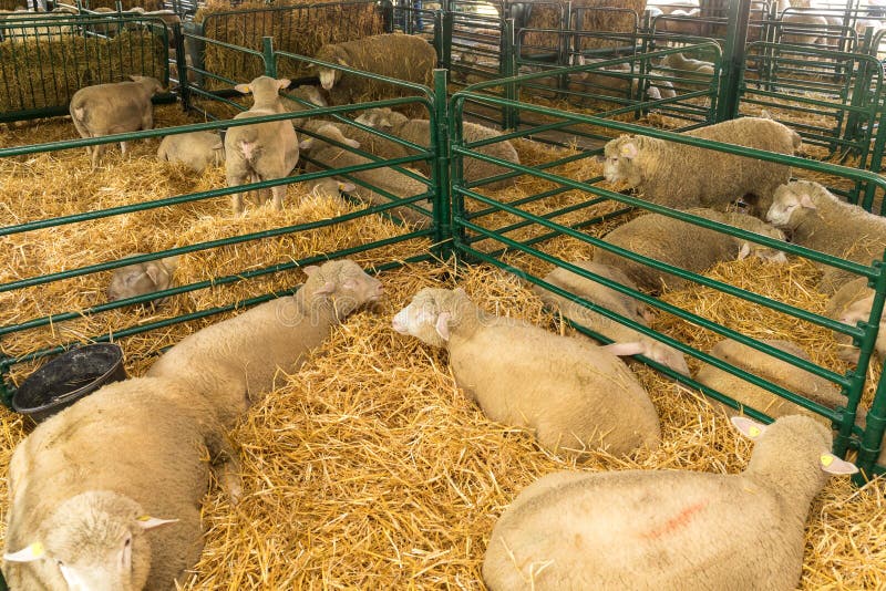 Sheep Animal Farm stock photo. Image of husbandry, quadrupedal 195724918